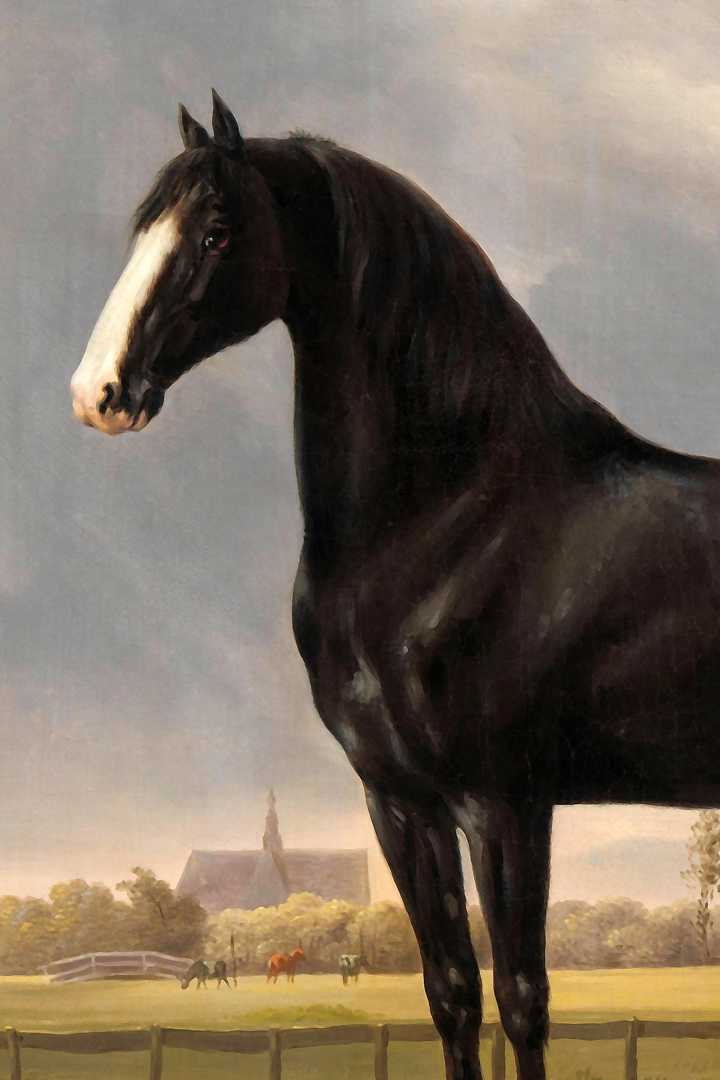 Cover of Black Beauty